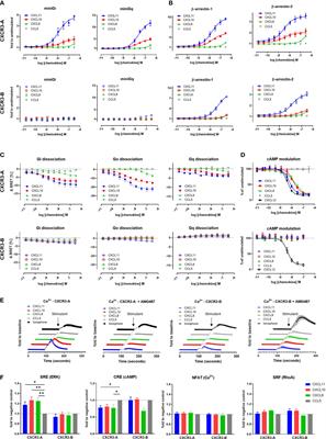 The Extended N-Terminal Domain Confers Atypical Chemokine Receptor Properties to CXCR3-B